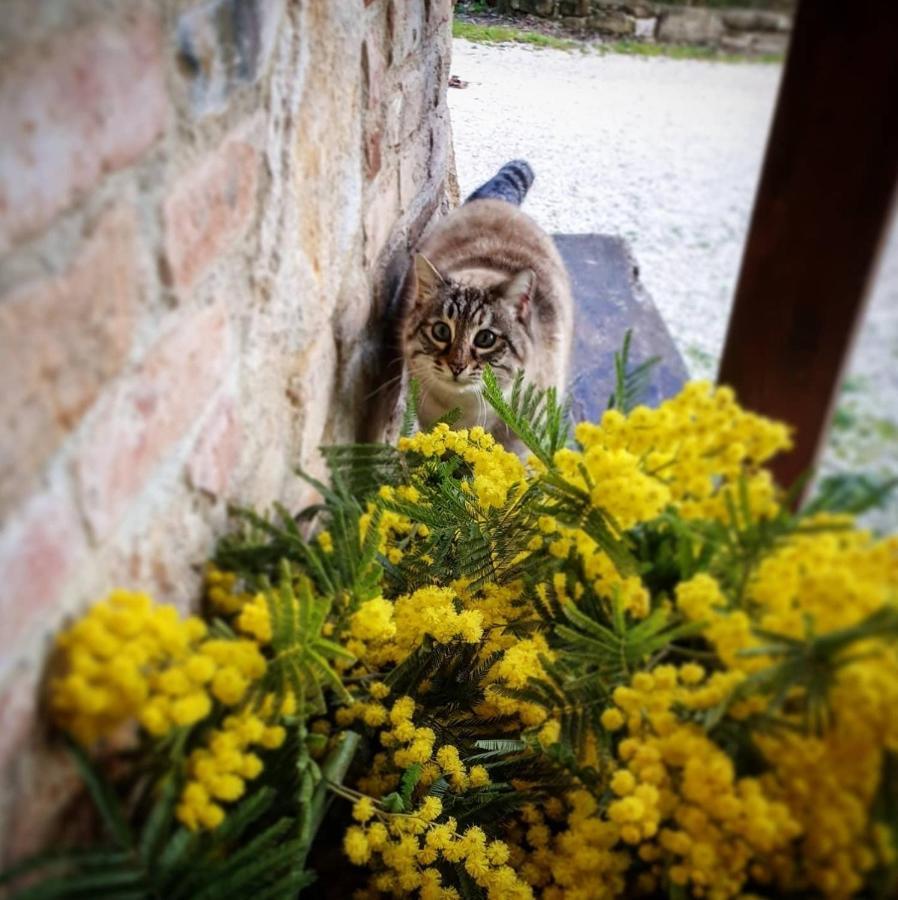 Villa Agriturismo Il Vecchio Mandorlo Perugia Exterior foto